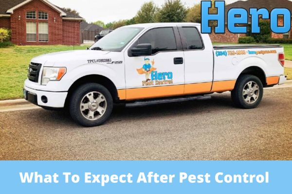 What To Expect After Pest Control Treatment